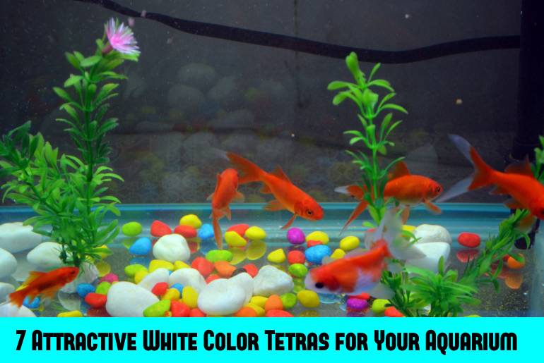 white color tetra fish
