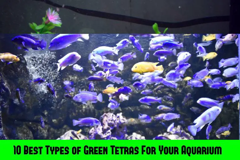 green color tetra fish