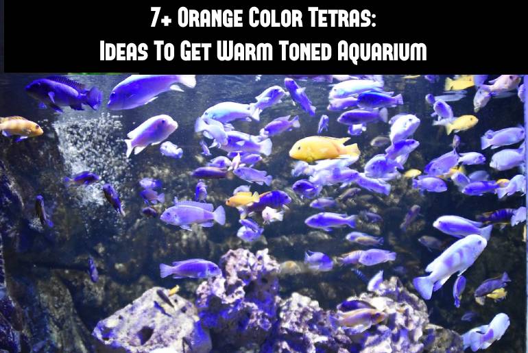 orange color tetra fish list