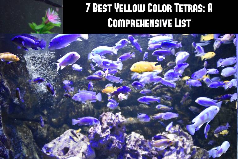 yellow color tetra fish list