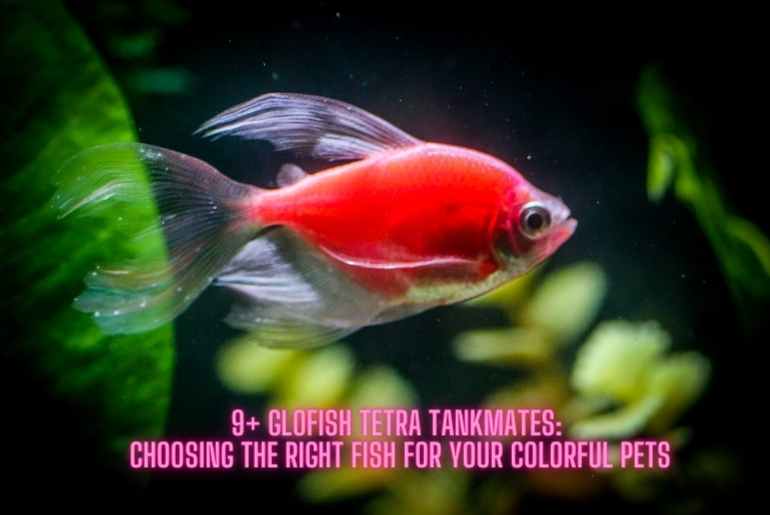 glofish tetra tankmates