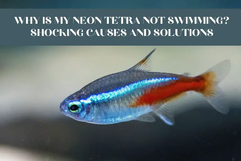 neon tetra not swimming