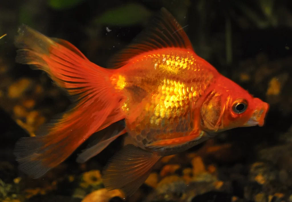 Red_Goldfish_in_Aquarium